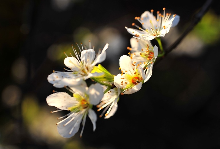 Auguri di Buona Pasqua